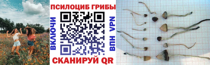 Купить закладки  Нижневартовск  Галлюциногенные грибы Psilocybe 